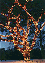 light tree