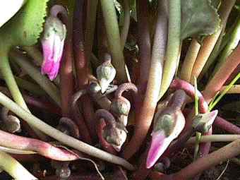 Thursday 18 January 2001 Cyclamen Buds