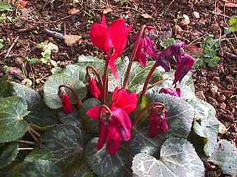 Thursday 18 January 2001 Cyclamen Hardening Off