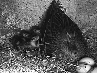 three ducklings