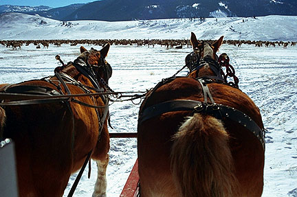 horse-drawn sleigh