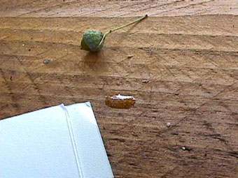 still life