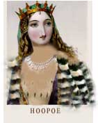 hoopoe