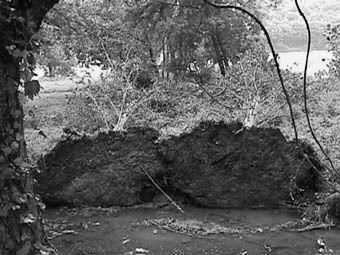 downed poplars