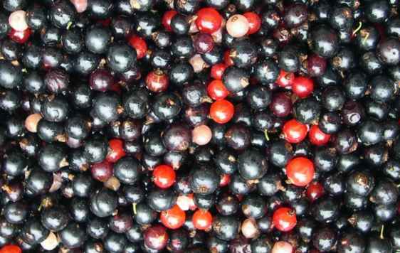 harvest