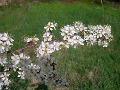 mayflower in march