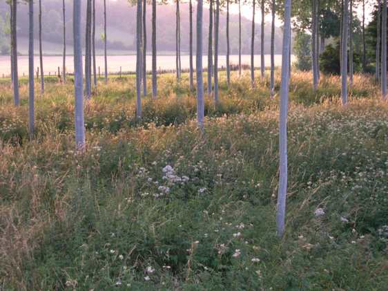 montreal prarie