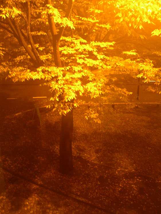 tree in street lamp