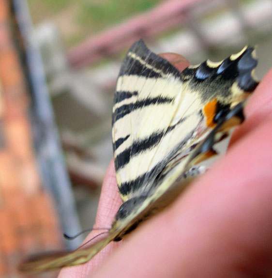 butterfly