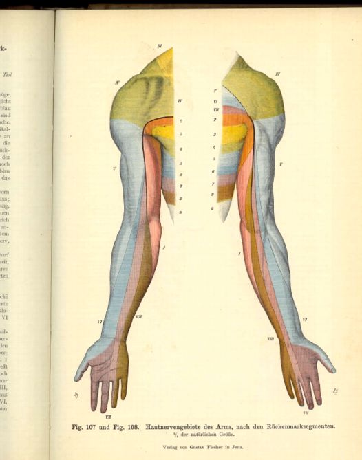 Ernst Haeckel