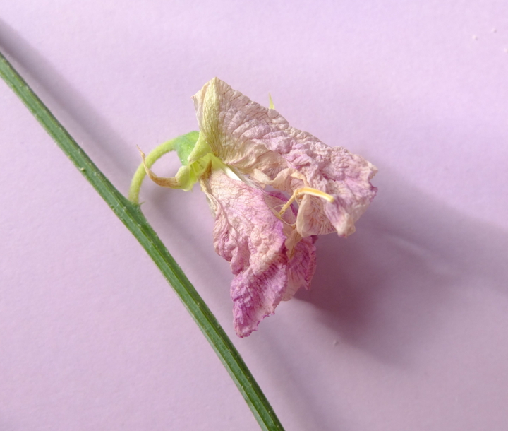 lathyrus