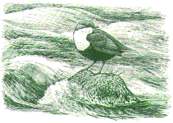 Ciclus cinclus