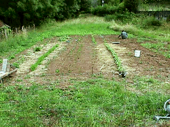 working the garden