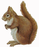 Sciurus vulgaris